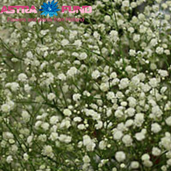 Gypsophila overig kleurbehandeld milka 19% Foto