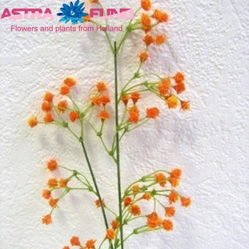 Gypsophila overig kleurbehandeld oranje 19% Foto