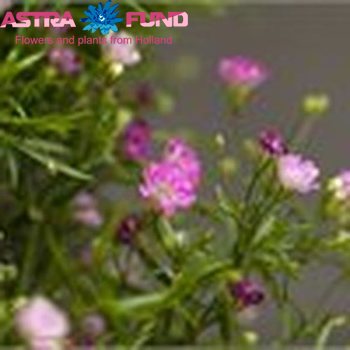 Gypsophila overig kleurbehandeld roze 19% Foto