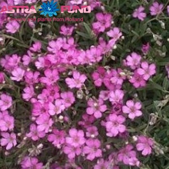 Гипсофила метельчатая остальной розовый фото