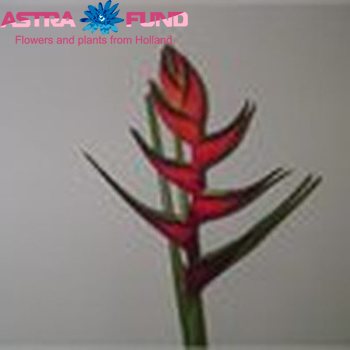 Heliconia overig Foto