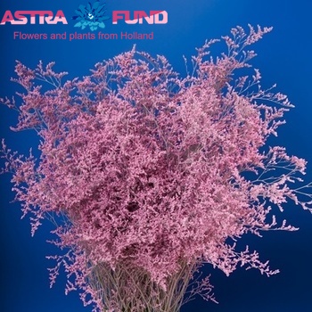 Limonium sinensis overig roze Foto