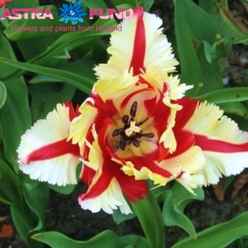 Tulipa Parkiet Grp gemengd фото