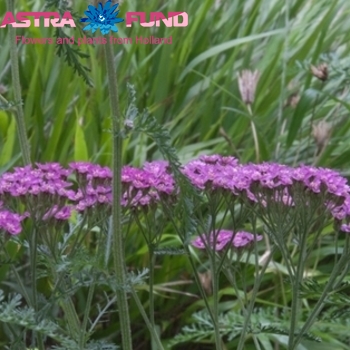 Achillea millefolium 'Masterclass Purple Sensation' zdjęcie