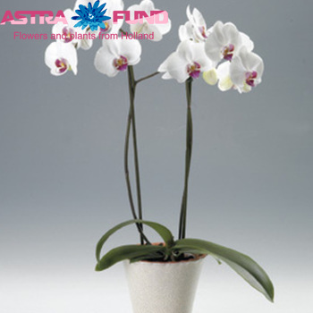 Phalaenopsis overig Foto