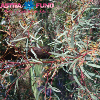 Eucalyptus per bos overig met bes Foto
