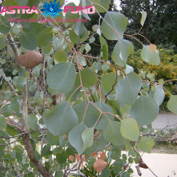 Eucalyptus per bos polyanthemos Foto
