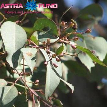Eucalyptus per bos polyanthemos (fruit) Foto