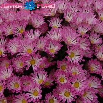 Chrysanthemum Indicum Grp tros santini overig foto