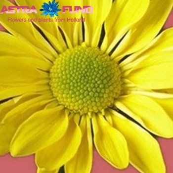 Chrysanthemum Indicum Grp tros santini overig geel foto