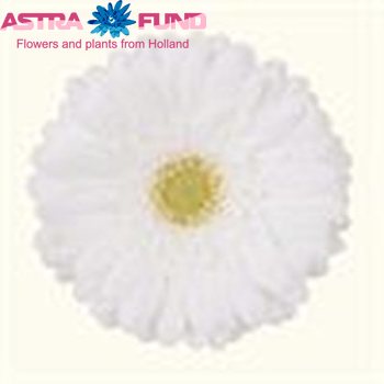 Gerbera mini overig wit foto