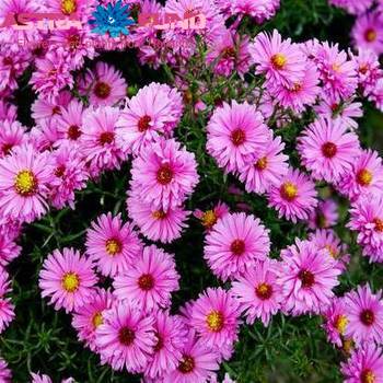 Aster per bos overig roze Foto