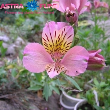 Alstroemeria Dreamland photo