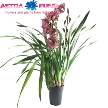 Cymbidium grootbloemig per tak overig rood foto