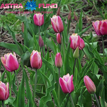 Tulipa Enkele Vroege Grp enkel 'Santa Barbara' foto