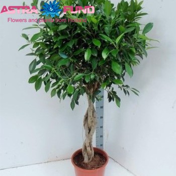 Ficus benjamina 'Nikita' photo