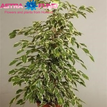 Ficus benjamina 'Samantha' photo