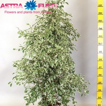 Ficus benjamina 'Starlight' photo