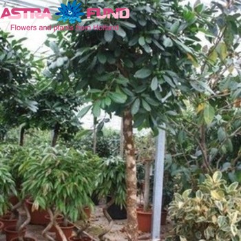 Ficus cyathistipula Foto