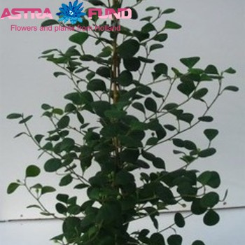 Ficus deltoidea photo