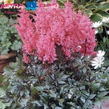 Astilbe Lollypop photo