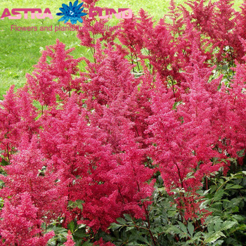 Astilbe Vision in Red photo