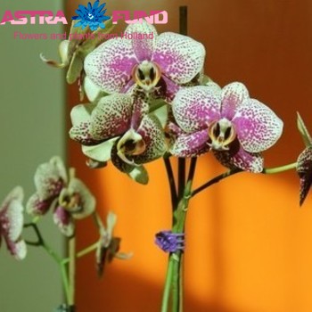 Phalaenopsis Gr. Fancy Fresco 2 tak Foto