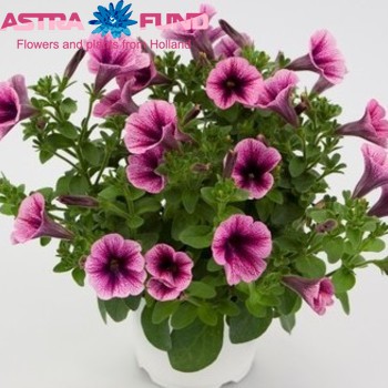 Petunia Casc.Rim Violet фото