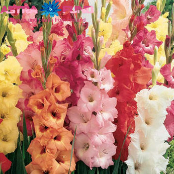 Gladiolus grootbloemig mixkar Foto
