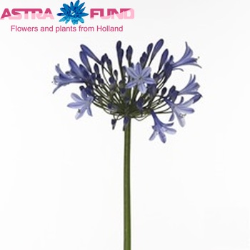 Agapanthus 'Dr. Brouwer' photo
