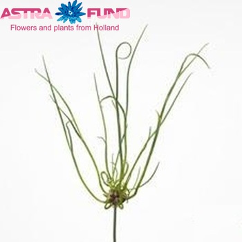 Allium 'Dready' Foto