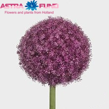 Allium giganteum photo