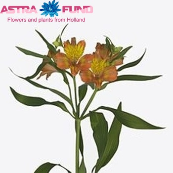 Alstroemeria 'Jaffa' Foto