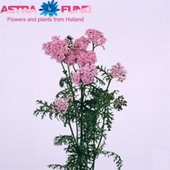 Achillea millefolium 'Masterclass Pink' фото