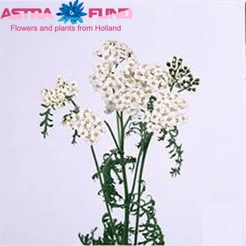 Achillea millefolium 'Masterclass White' zdjęcie