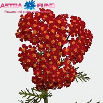Achillea millefolium 'Паприка' фото