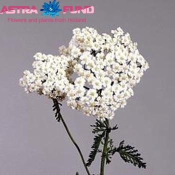 Achillea millefolium 'White Beauty' фото
