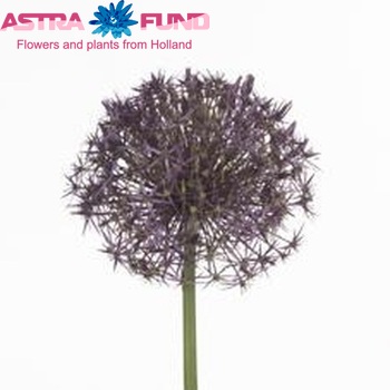 Allium 'Purple Explosion' photo