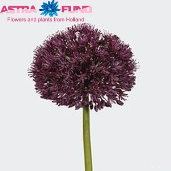 Allium 'Purple Sensation' foto