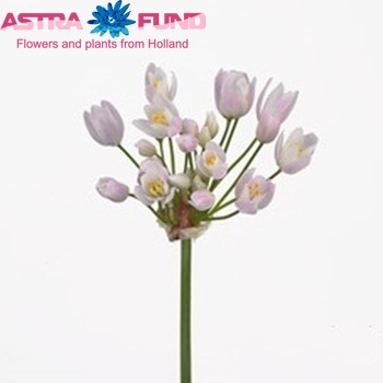 Allium roseum foto