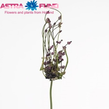 Allium scorodoprasum 'Art' photo