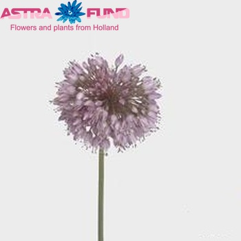Allium senescens Foto