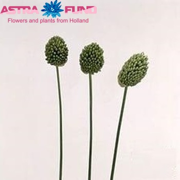 Allium sphaerocephalon фото