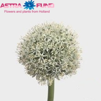 Allium 'White Giant' photo