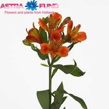 Alstroemeria Flame zdjęcie
