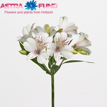 Alstroemeria Himalaya photo