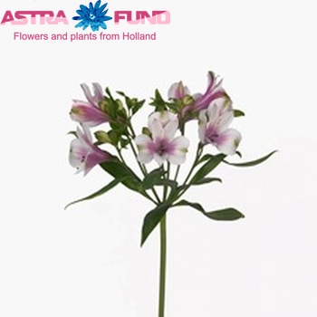 Alstroemeria Marshmallow photo