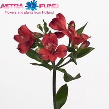 Alstroemeria Monte Rosso photo