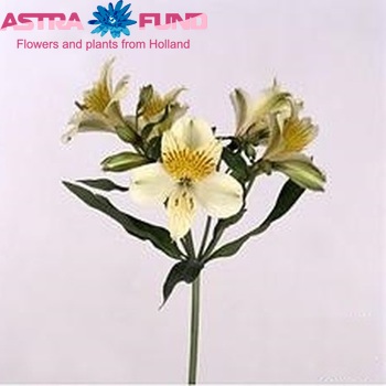 Alstroemeria 'Moving Star' Foto