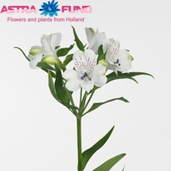 Alstroemeria Paxi photo